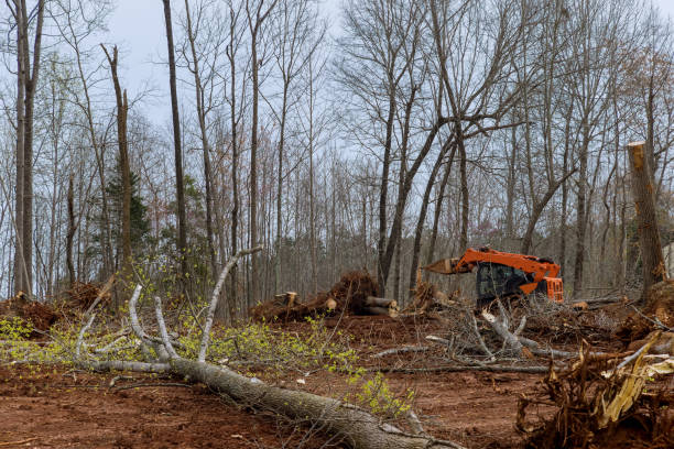 Best Tree Cabling and Bracing  in Early, TX